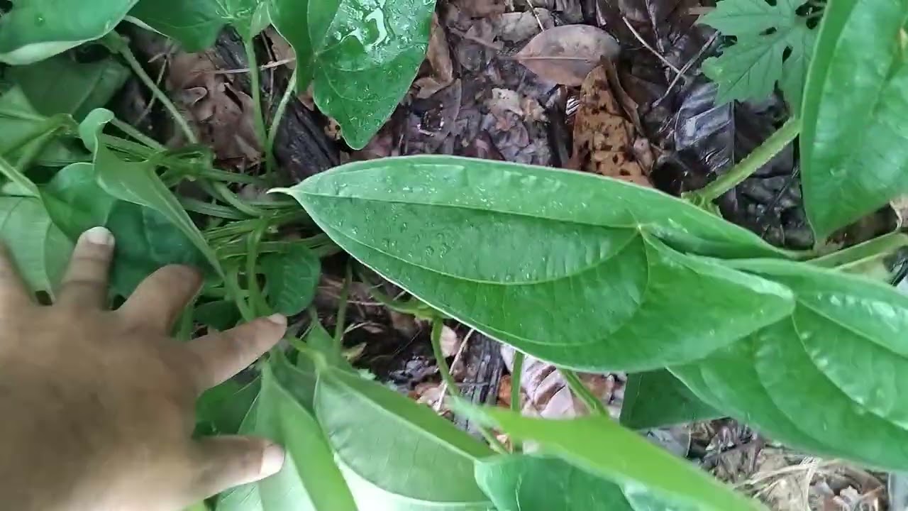 Muita chuva meus amigos olha como está meu pequeno sítio tá muito bonito #sitio 