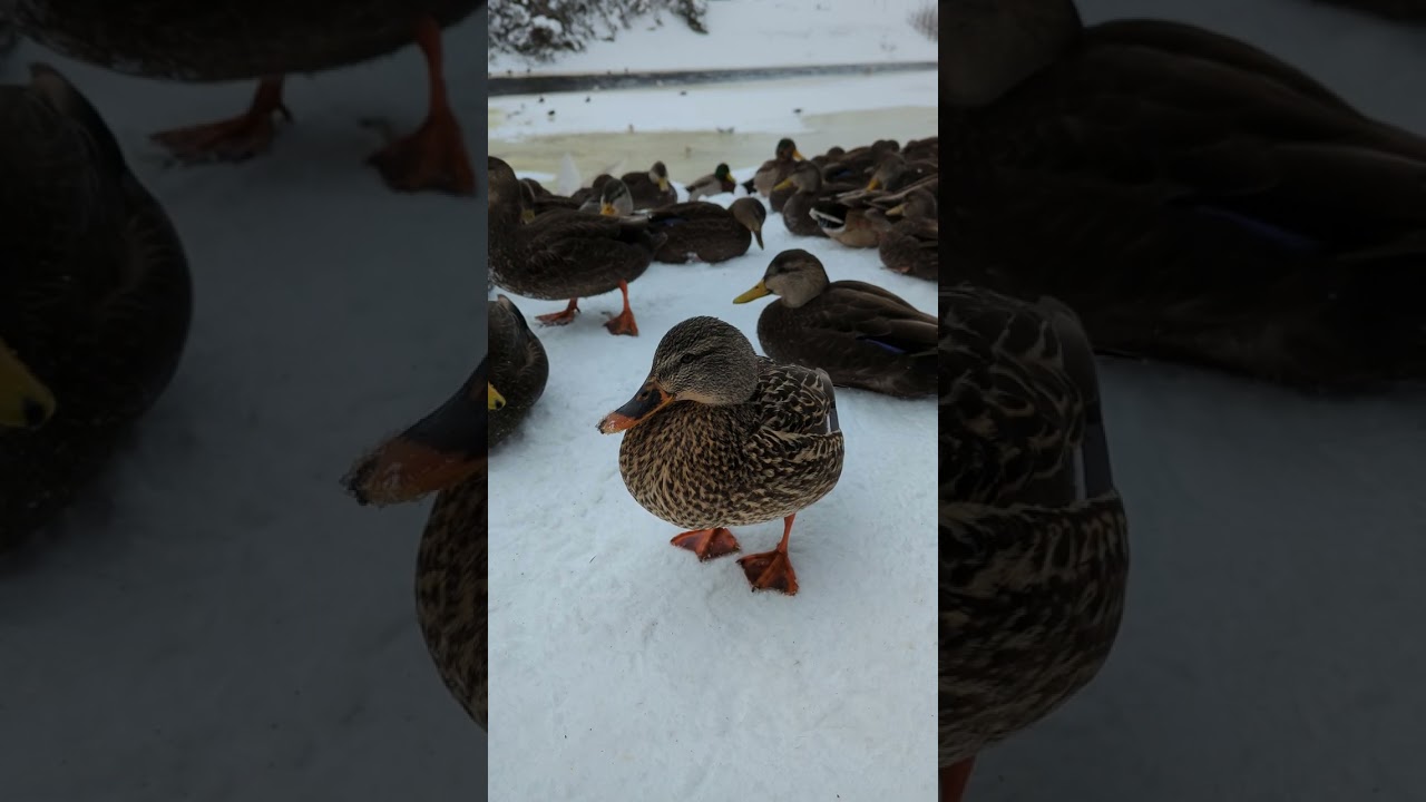 Ducks Quacking, They are friendly! Up close !
