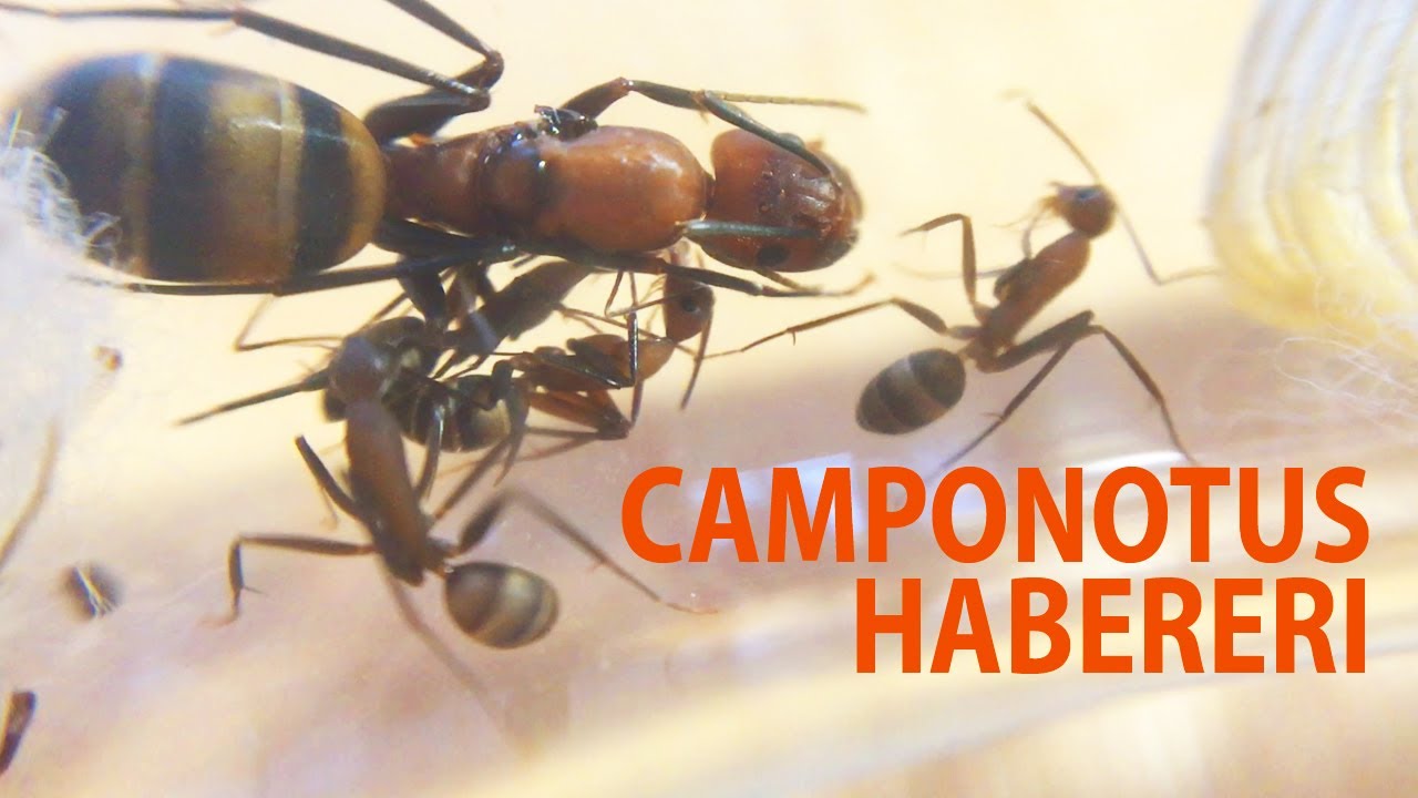 Завела новый вид! Camponotus habereri - красавицы из Тайваня