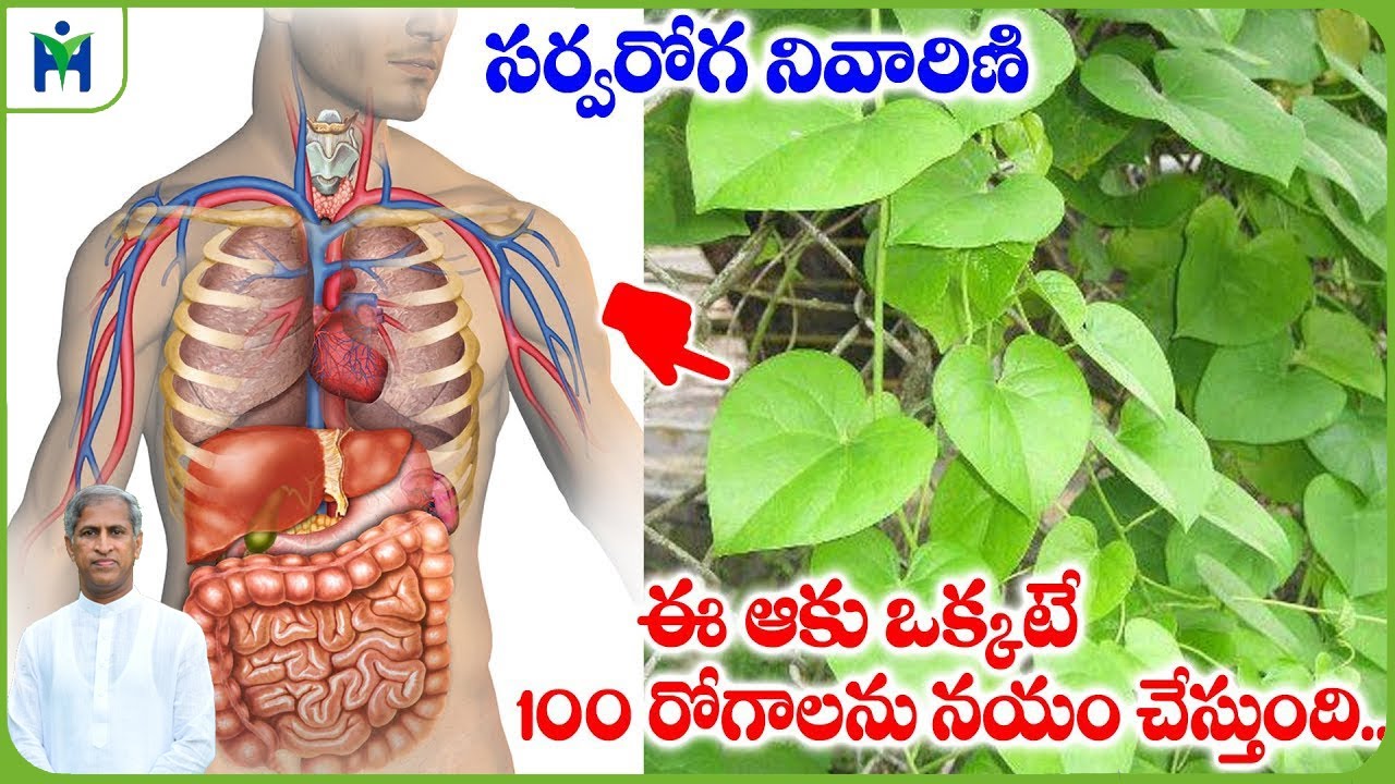 తిప్ప తీగ ఎవరు వాడకూడదు ? | Tippa Teega Benefits in Telugu ? | Dr Manthena Satyanarayana Raju