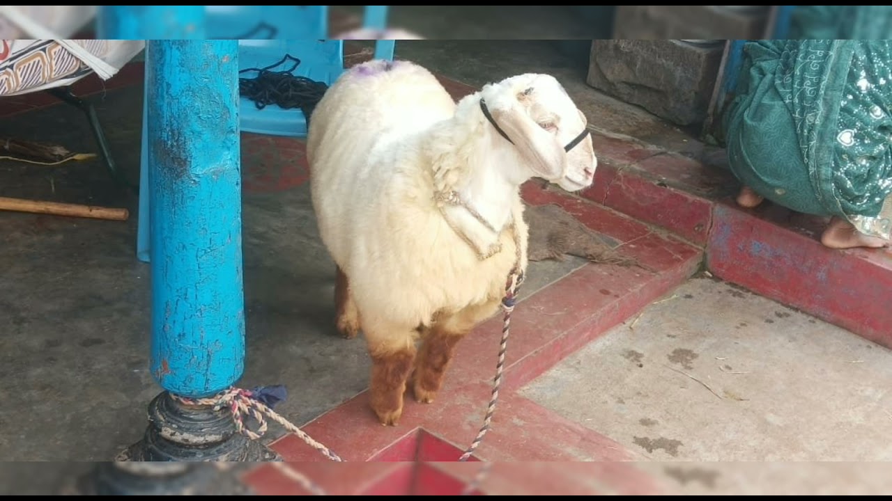 bannur sheep🐑❤
