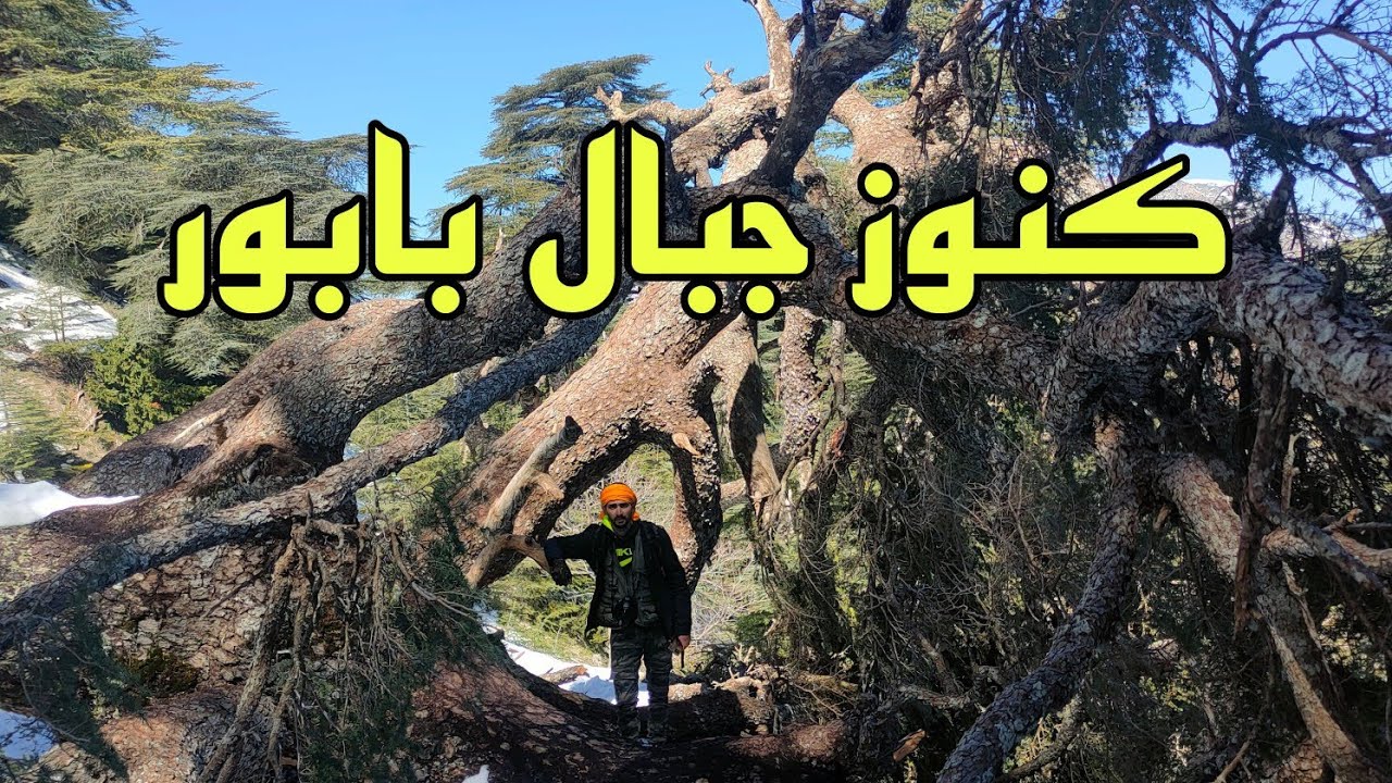 الحياة البرية في الجزائر حيث يلتقي الشموخ بلخفة كنوز جبال البابور شمال سطيف : سمفونية الحياة