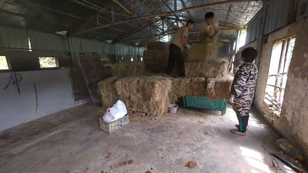 为给小牛更好条件！咱们弄个草料区！！ #农村生活 #记录我的农村生活 #牛