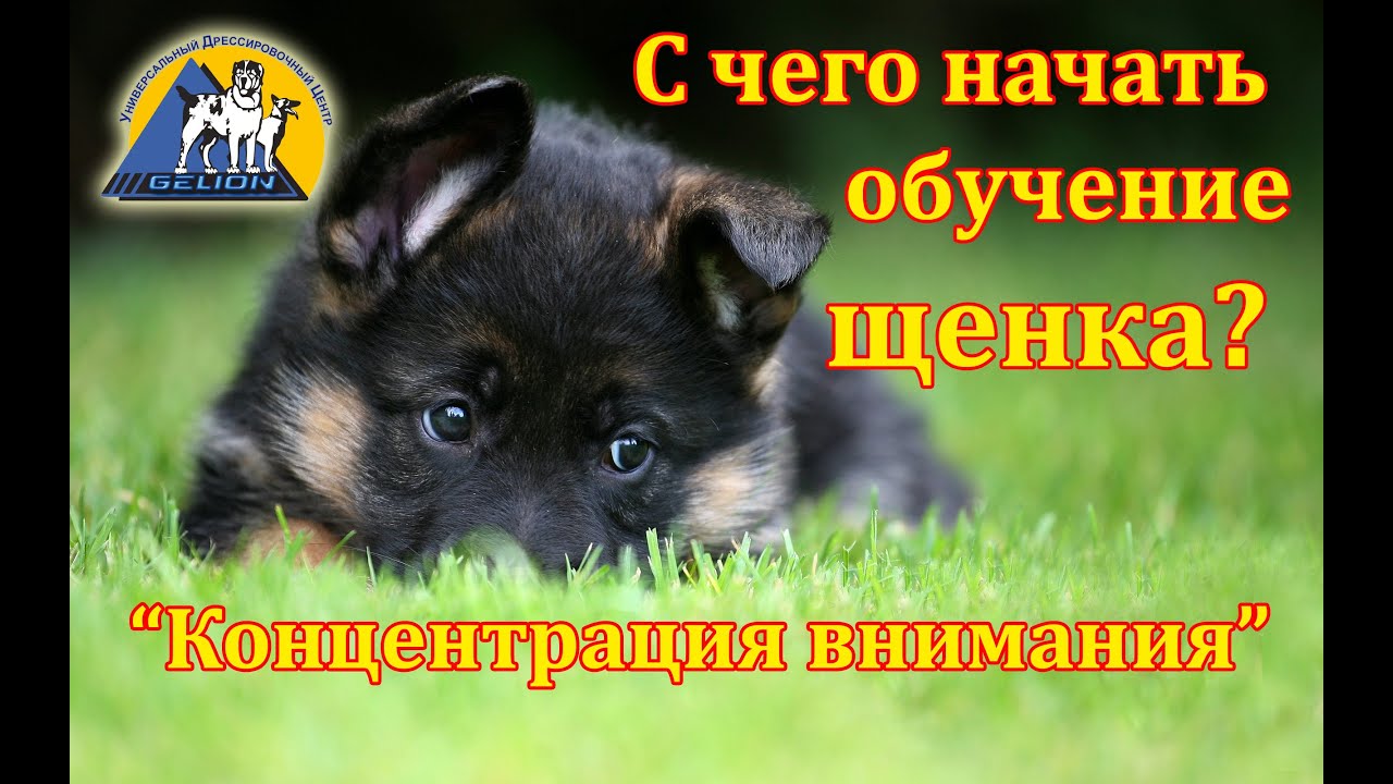 Урок №1 Начальное обучение щенка. Первые шаги