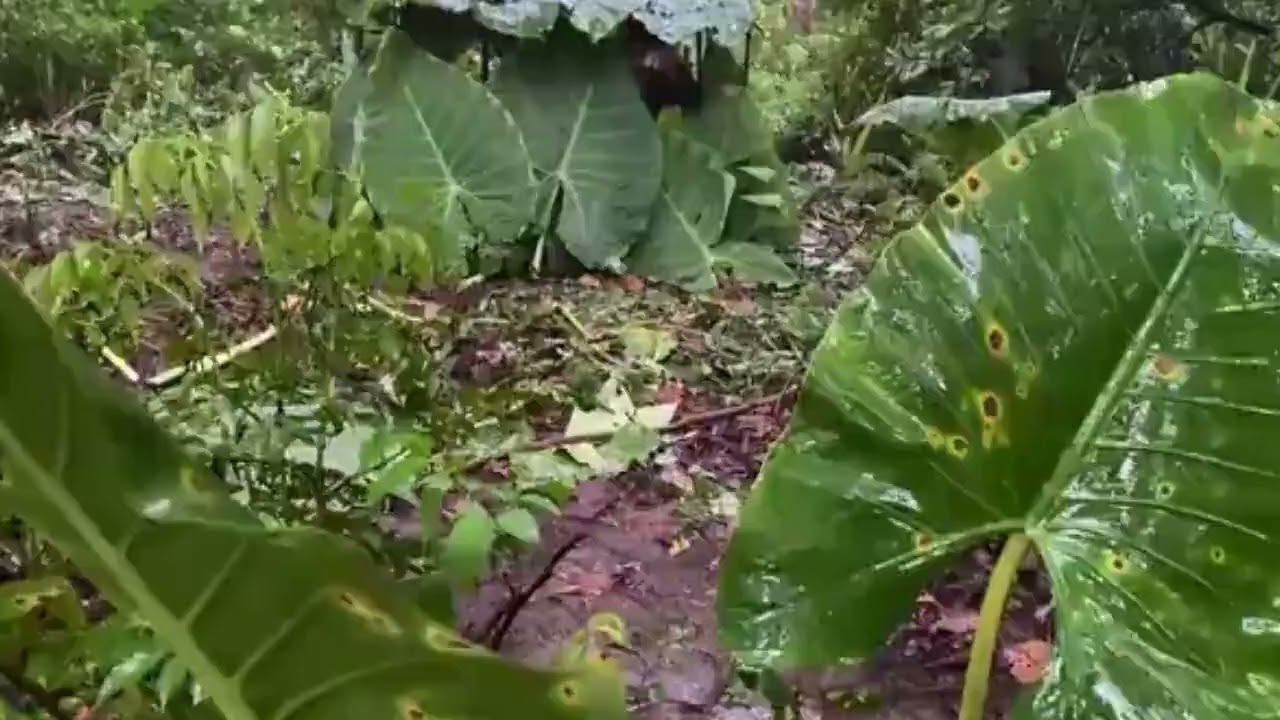 STIMULATE YOUR BRAIN AND EXPERIENCE A RAINY FOREST SOUND | MENTAL HEALTH