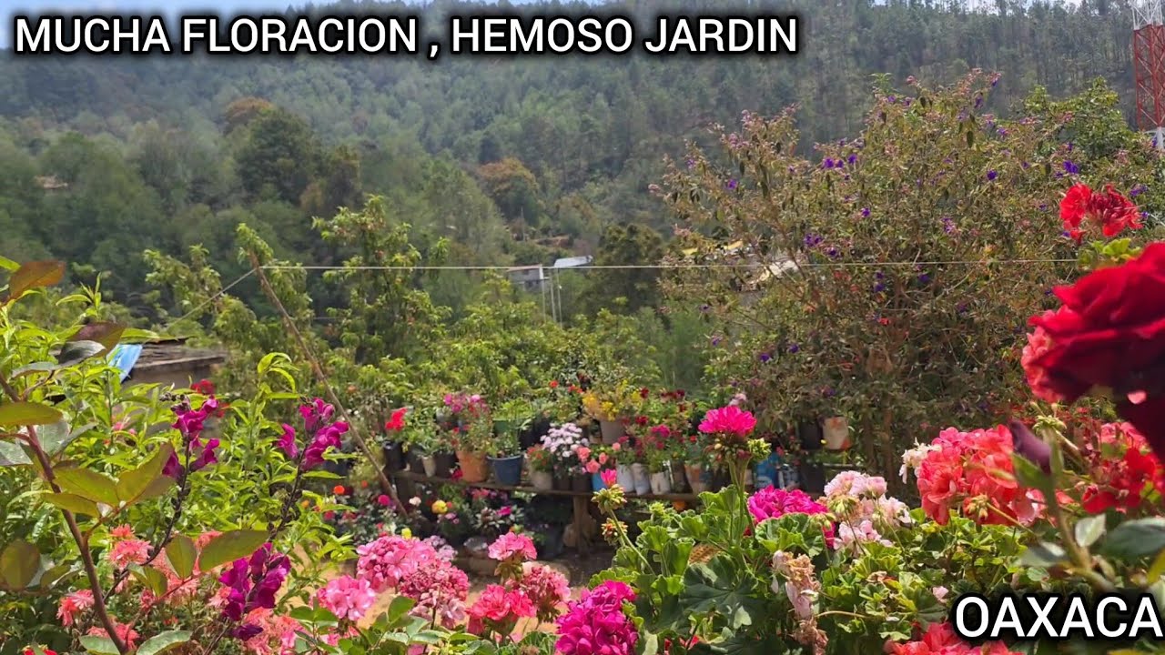 Nuevas floraciones en el jardin de mi cuñada y de mi mama, muchas flores hermosas.