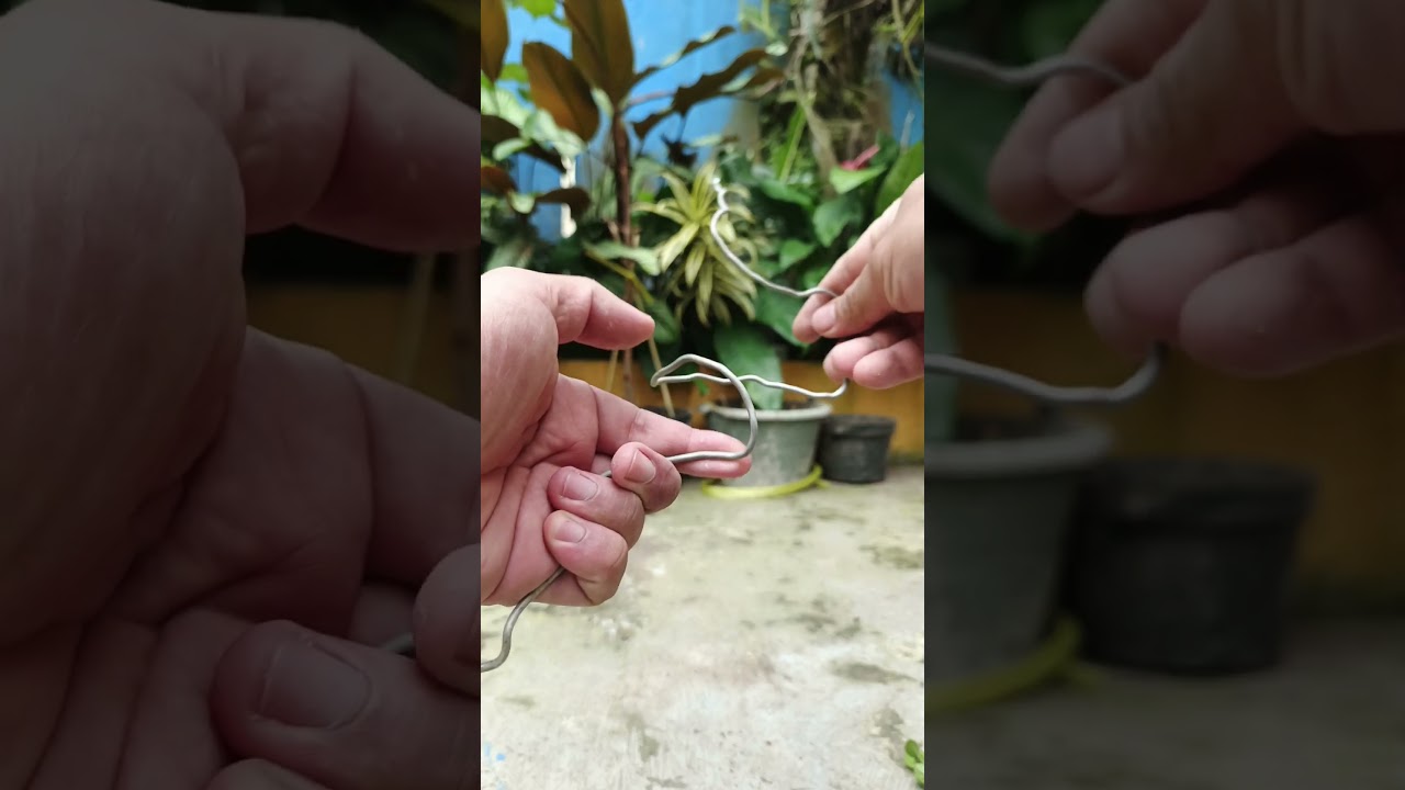 Membuat bonsai sancang dengan mudah #bonsai #sancangsmall #themax30cm