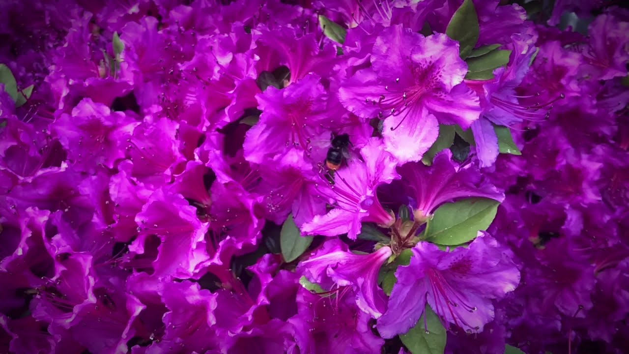 Azalea - azalka