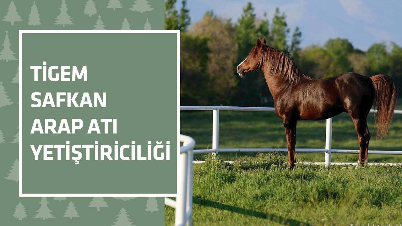 Safkan Arap Atı yetiştiriciliğini, TİGEM işletmelerimizde, 49 ana, 12 baba kan hattı ile yapıyoruz.