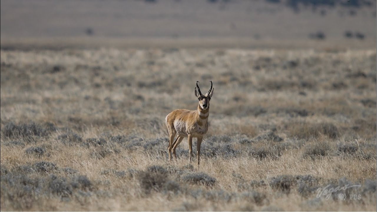 Discovering Pronghorn at Sheldon National Wildlife Refuge | Outdoor Nevada