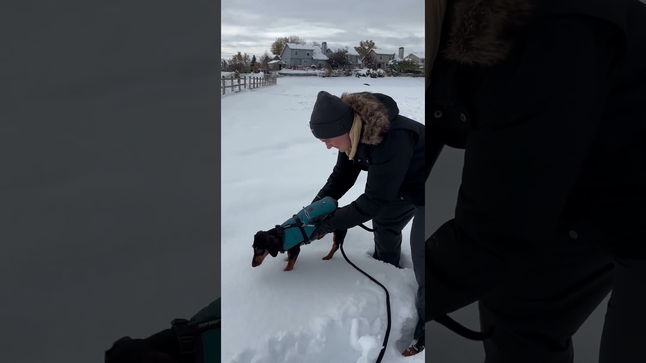 Dog's First Snow Day