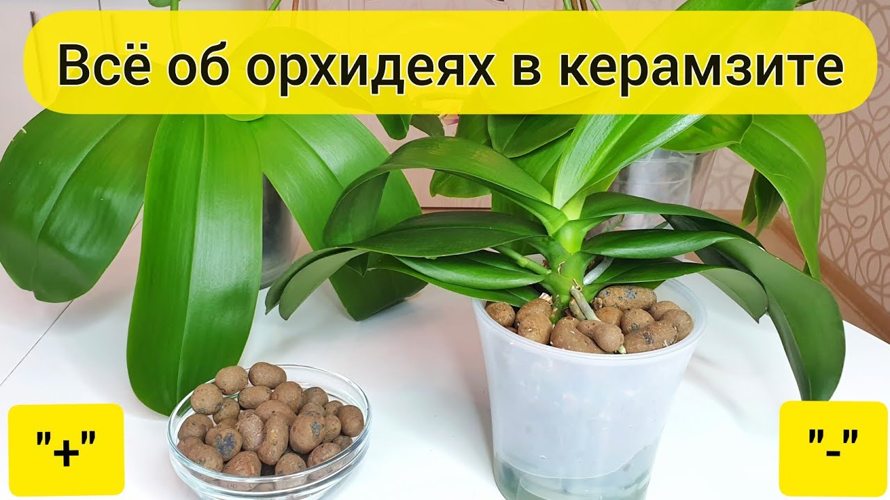 Орхидеи в керамзите || Плюсы и минусы содержание орхидей в керамзите