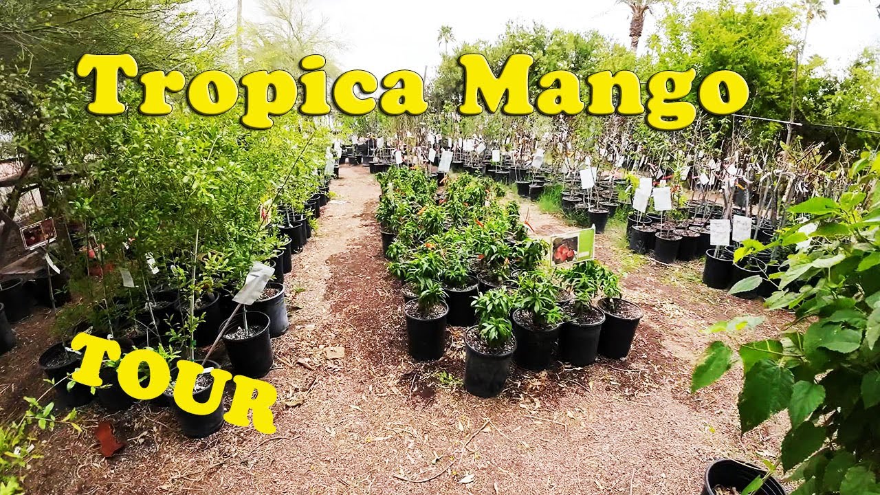 Fruit Tree Nursery Tour | Tropica Nursery