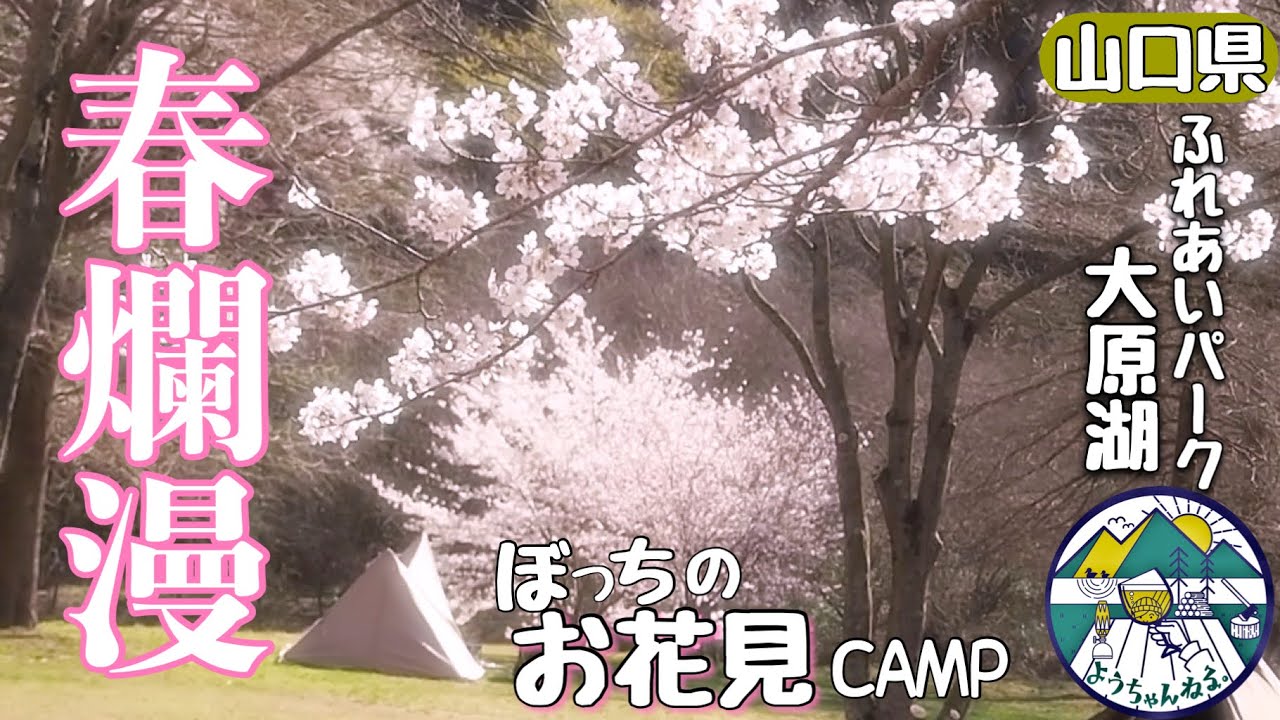 【女子ソロキャンプ】桜満開ひとりまったりお花見キャンプin山口県ふれあいパーク大原湖