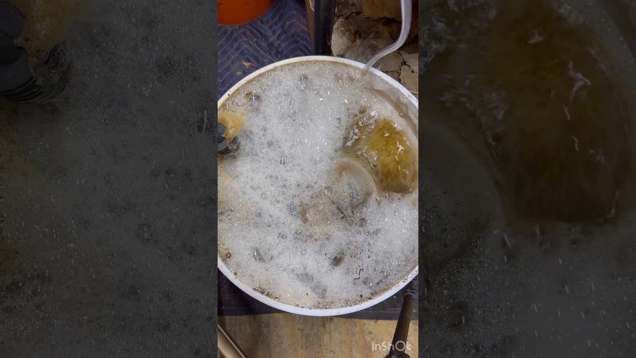 Does compost tea even work? #gardening #experiment #plants #compost #organicfarming #garden