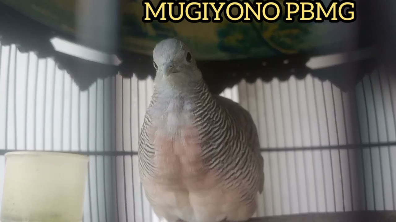 PANCINGAN SUARA BURUNG PERKUTUT BANGKOK MANGGUNG GACOR