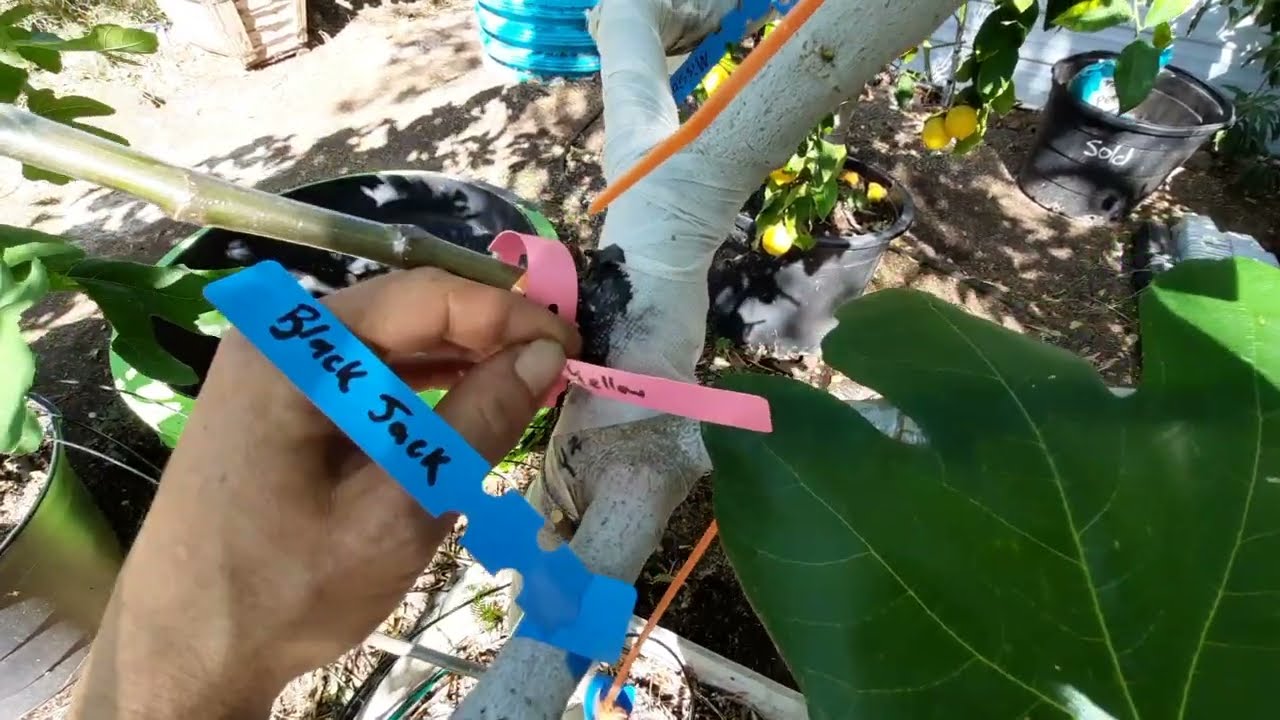 Grafting 25 different FIG varieties on one tree! How to create a Figzilla or Figenstein tree!
