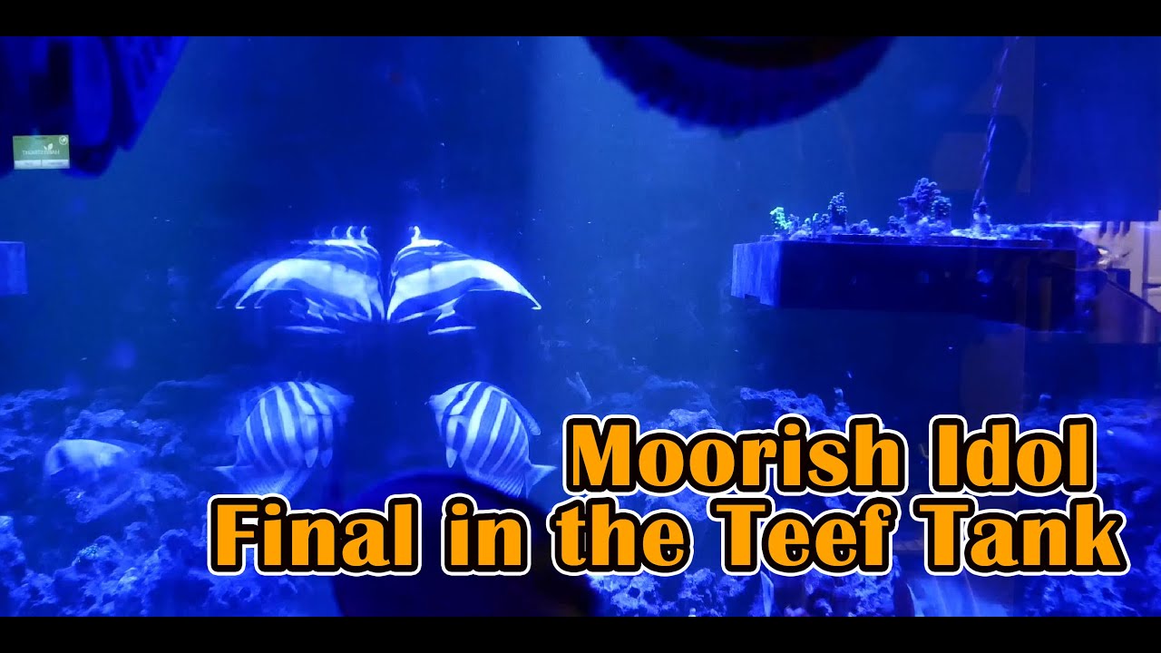 Moorish idol  heads into the reef tank