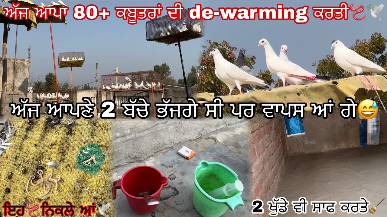 ਅੱਜ ਆਪਾ 80+ ਕਬੂਤਰਾਂ ਦੀ de-warming ਕਰਤੀ🪱🕊️|| ਅੱਜ 2 ਬੱਚੇ ਭੱਜਗੇ ਸੀ ਪਰ ਵਾਪਸ ਆਂ ਗੇ😅|| 2 ਖੁੱਡੇ ਸਾਫ ਕਿਤੇ
