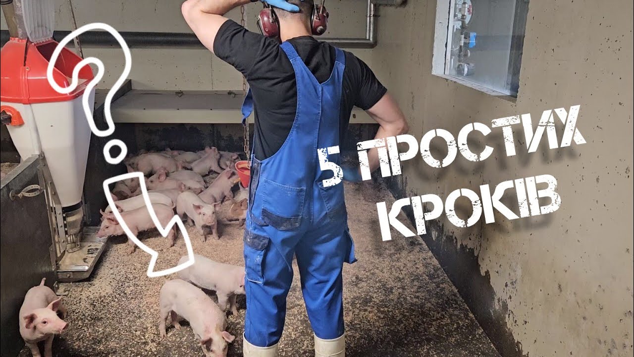 Де придбати поросят: як знайти найкращих постачальників свиней.@fitfarm0515