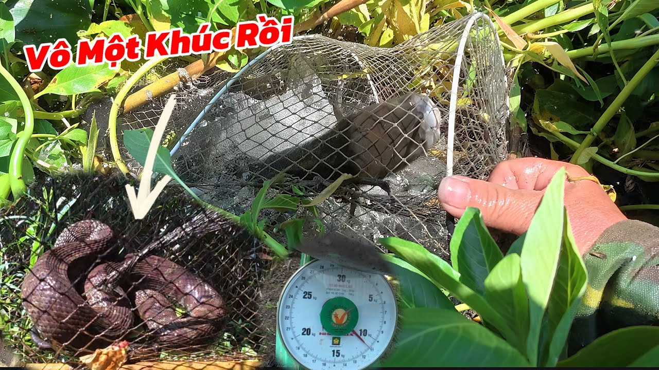 Thăm Lờ Cá Trúng Mánh Sau Cơn Mưa Trái Mùa / Định Nguyễn Hậu Giang 