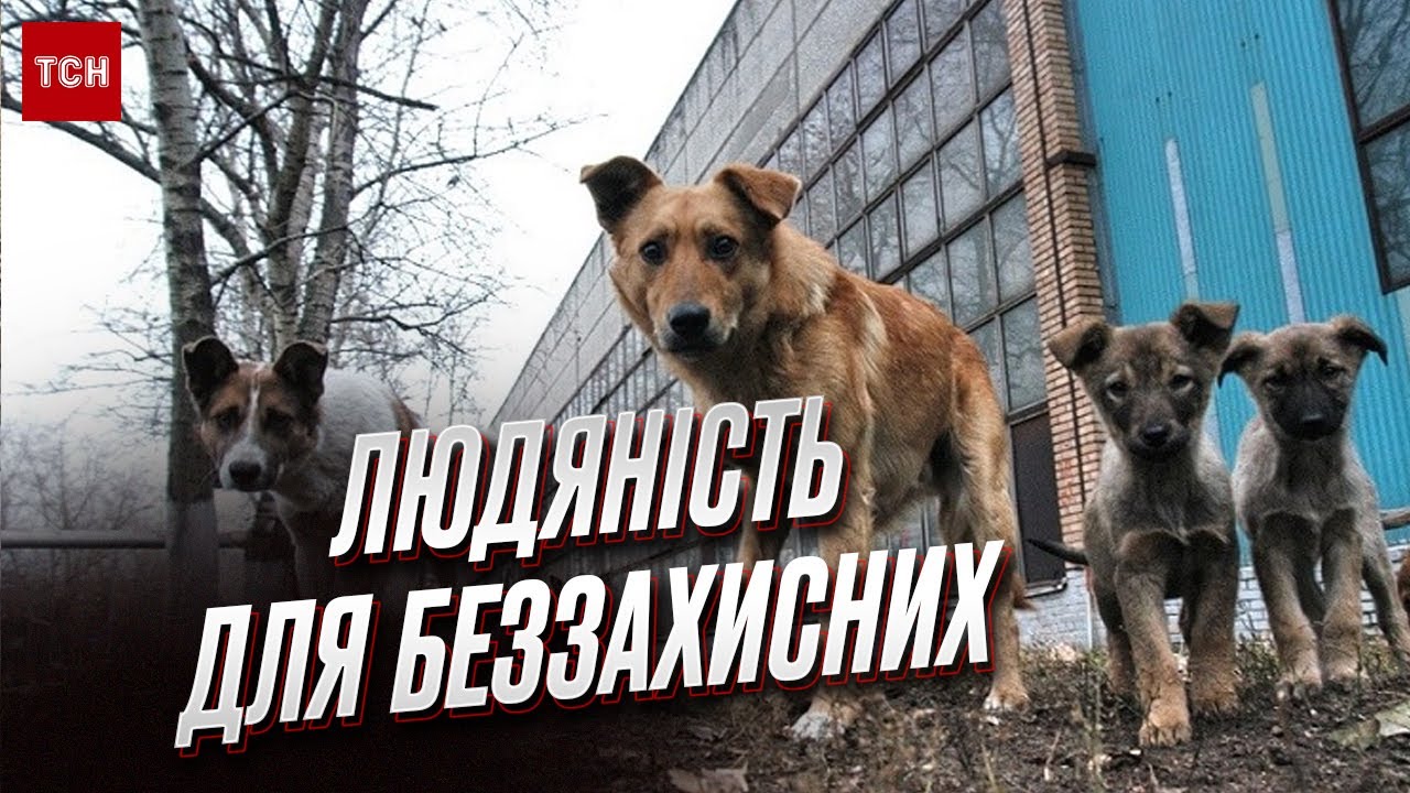 😹 - Вагітна? - Ні, тушкованка! Волонтери дивуються, як бійці на позиціях виходжують тварин