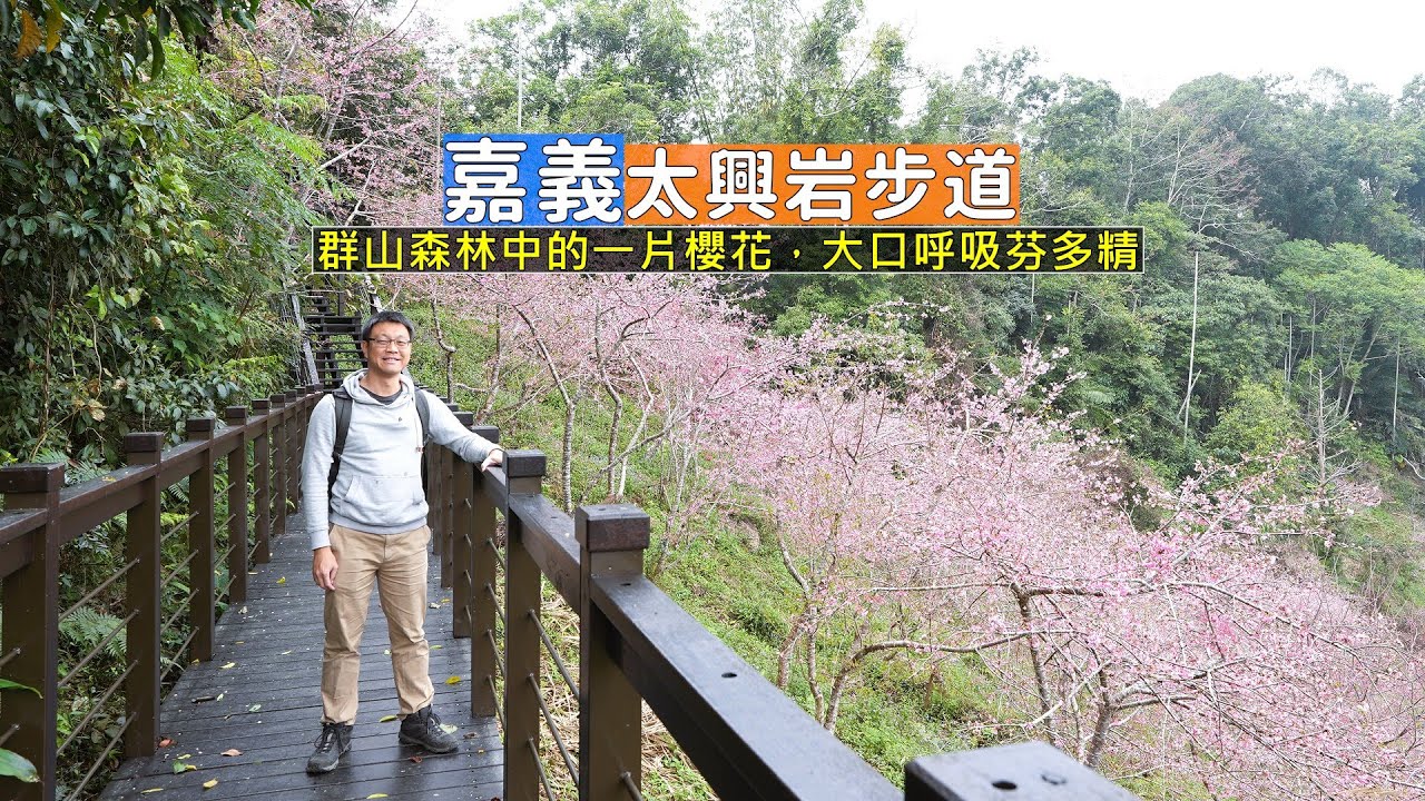 嘉義梅山太興岩步道，隱藏在深山中的櫻花林大口呼吸森林芬多精！