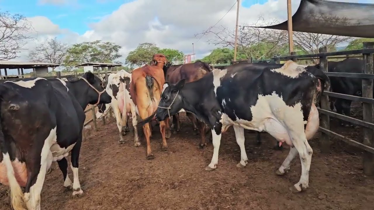 VACAS RARAS DE 35 KG POR DIA!! FAZENDA ZÉ DE DANDA!!