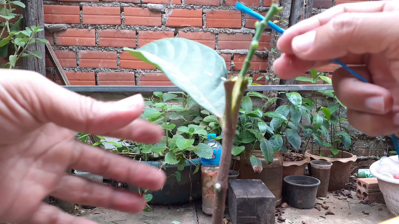 របៀបតមែកខ្នុលអោយឆាប់បានផ្លែ