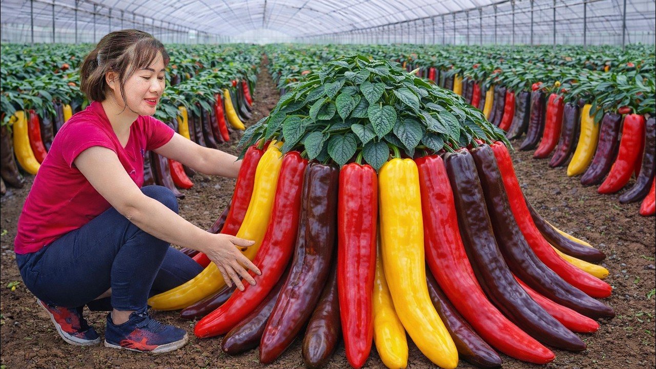 Harvesting Greenhouse Long Bell Peppers to Sell | Long Awaited Harvest Ready for Market
