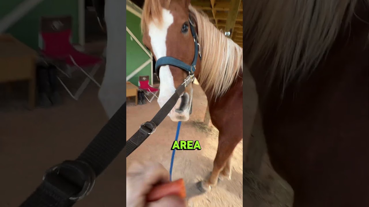 Эта лошадь чувствовала, что что-то не так, поэтому я прислушалась! 🐴 #лошадь #арабская #верховаяе...