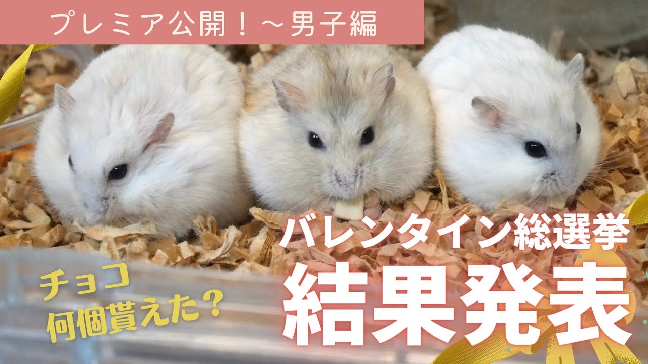 【結果発表】バレンタイン総選挙～ジャンガリアンハムスター