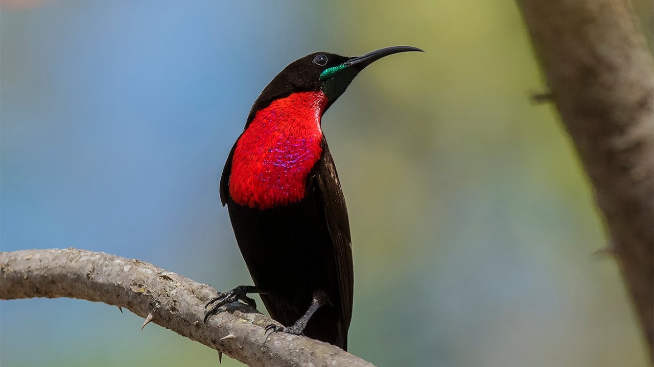 South African Birds - Shrikes to Buntings