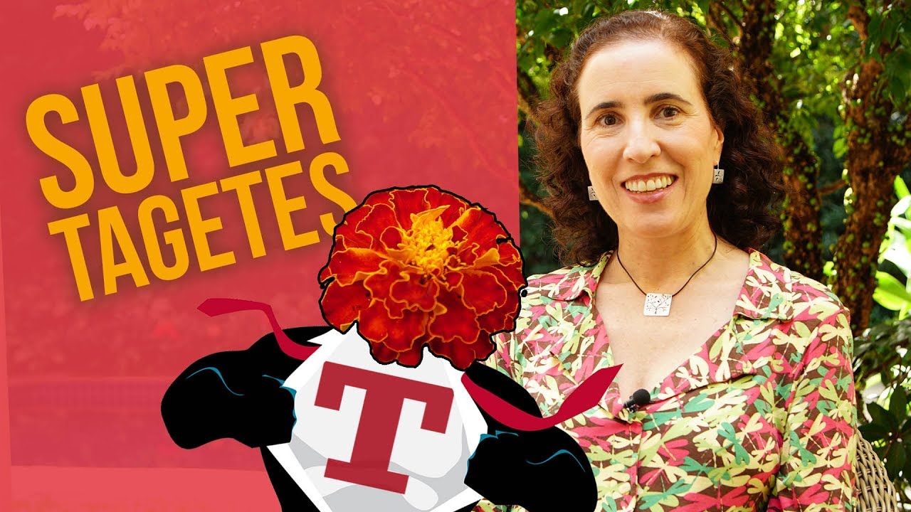 Uma flor que PROTEGE a sua horta: Tagetes! | Nô Figueiredo