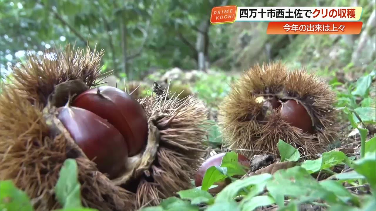 急斜面を“ど根性”で収穫　秋を感じる甘い「ぽっぽ栗」を『ど根性栗園』で堪能【高知】 (25/09/11 19:23)