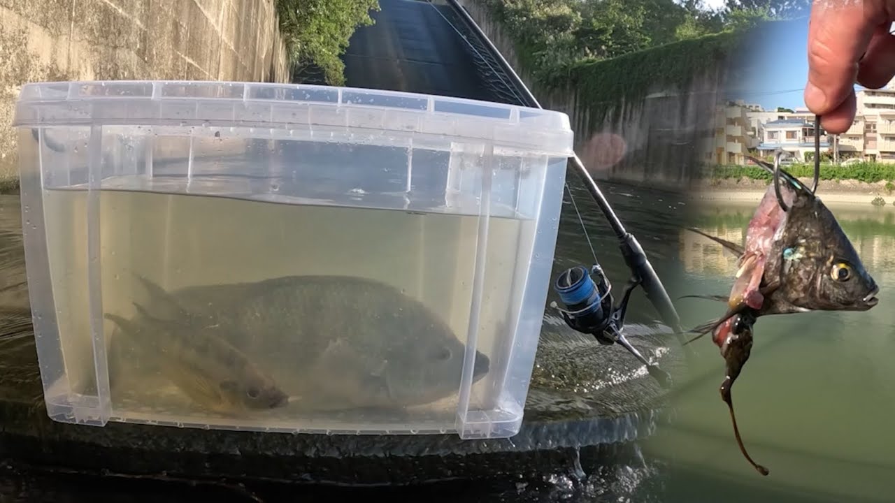 TANTA TILÁPIA QUE PEGUEI COM A MÃO E AINDA USEI DE ISCA!