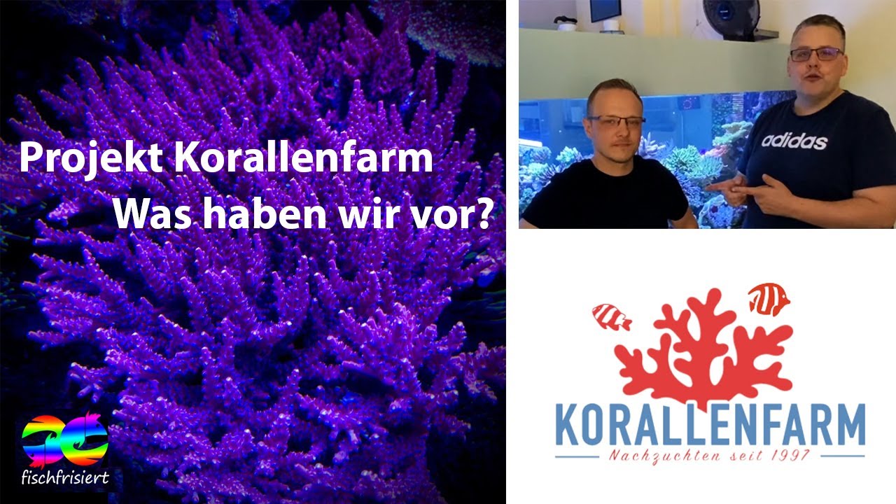 Projekt Korallenfarm - Tim besucht Daniel in der Korallenfarm und die zwei haben einen coolen Plan.