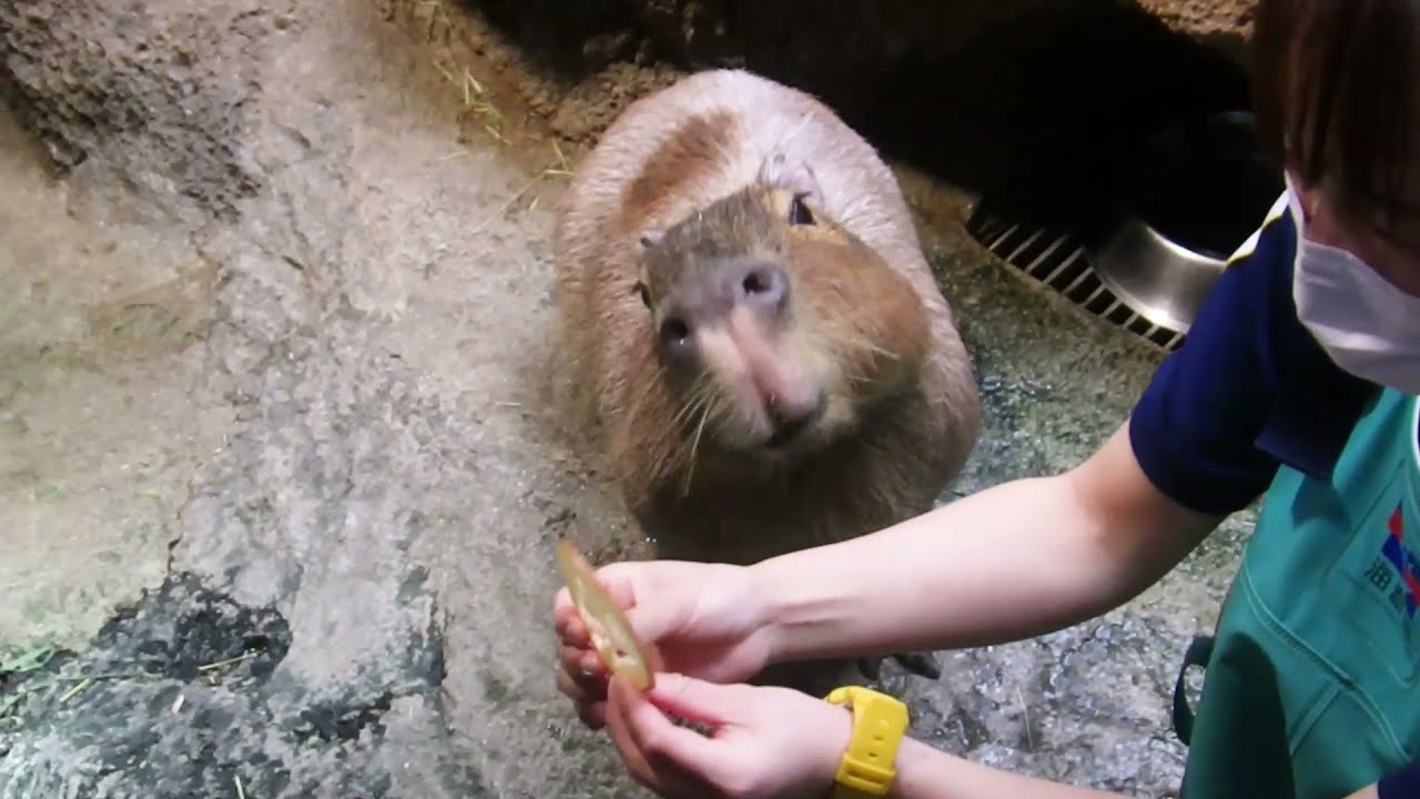 【海遊館】カピバラ「レン」のハロウィン