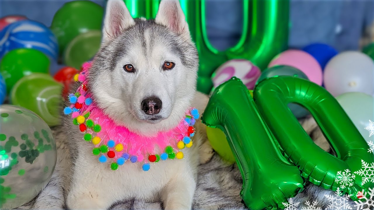 Happy Birthday Memphis The Husky 🎂 10 Years Old!