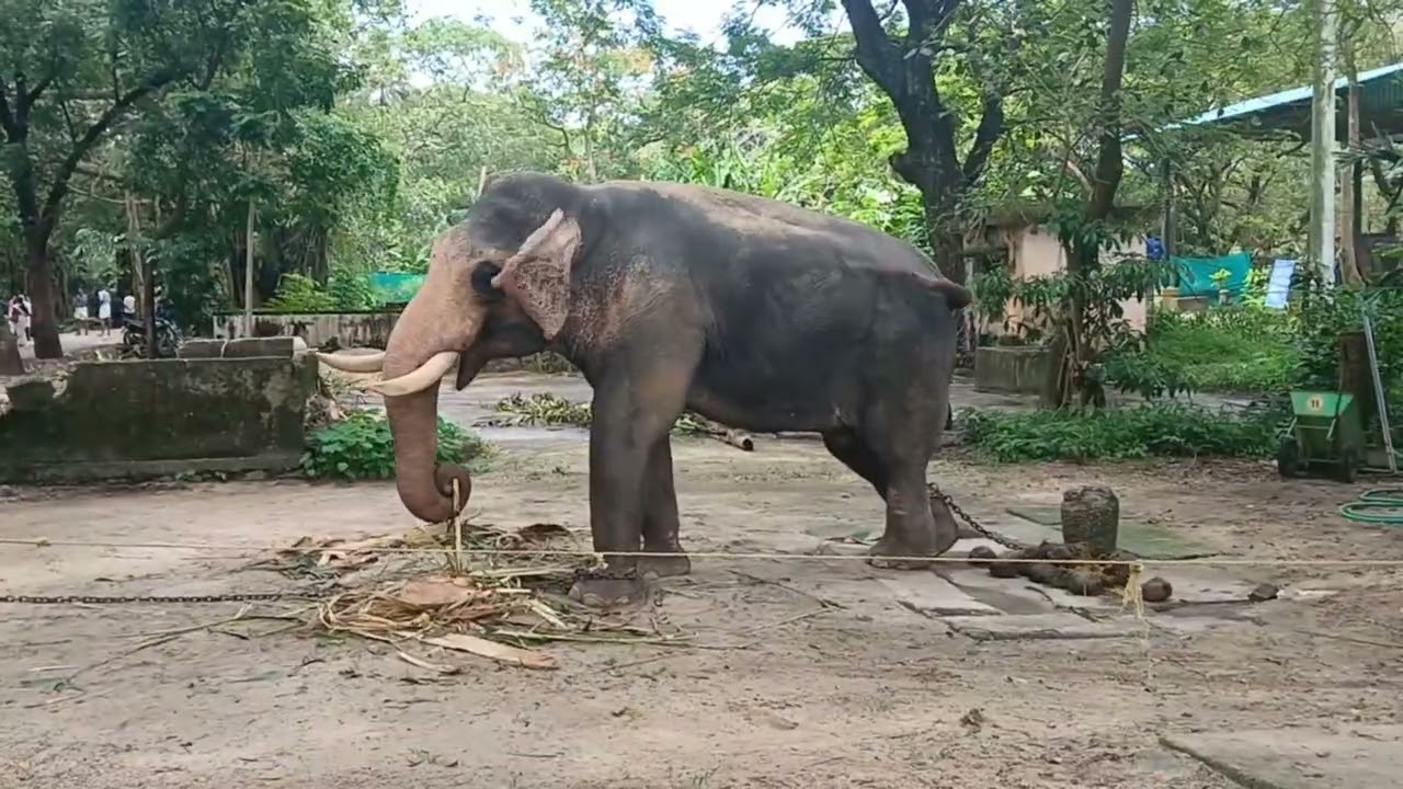 🤗 ആനത്താവളം🤗