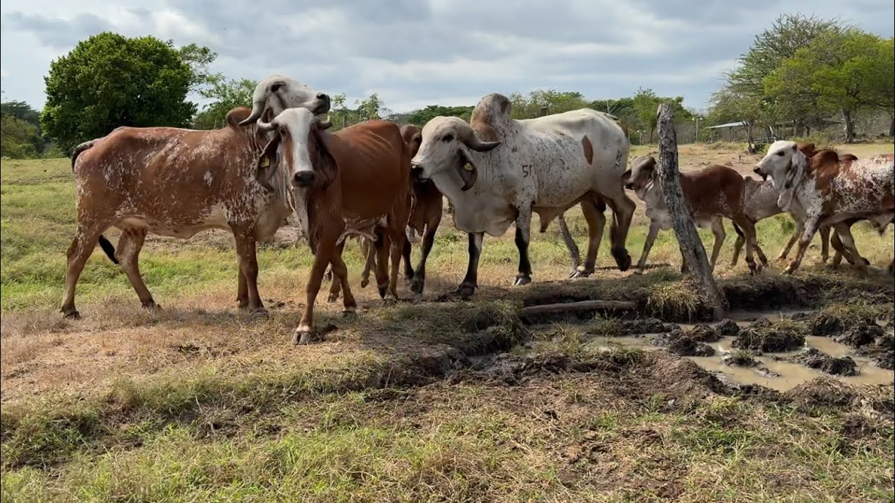 Llegamos con las vacas y mira como las recibieron las demás