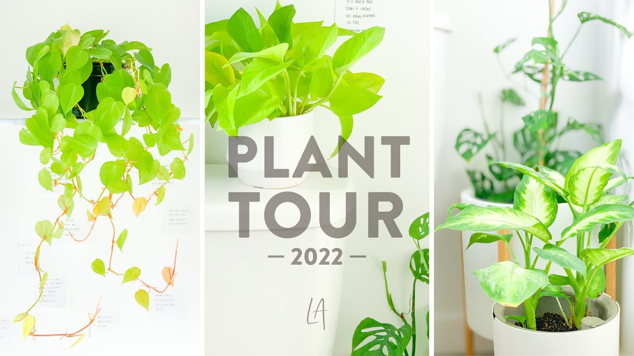 House plant tour 2022
