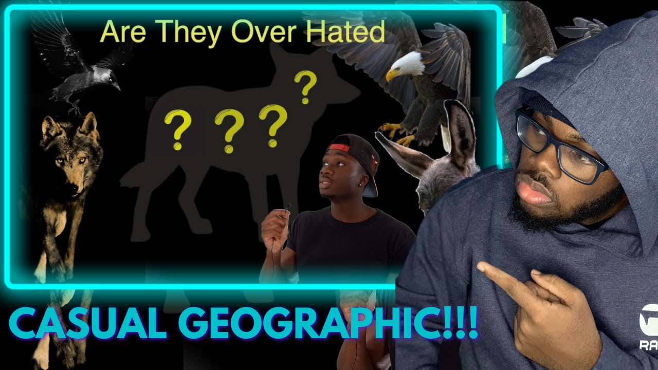 Why America's Most Hated Animal is Underrated | REACTION