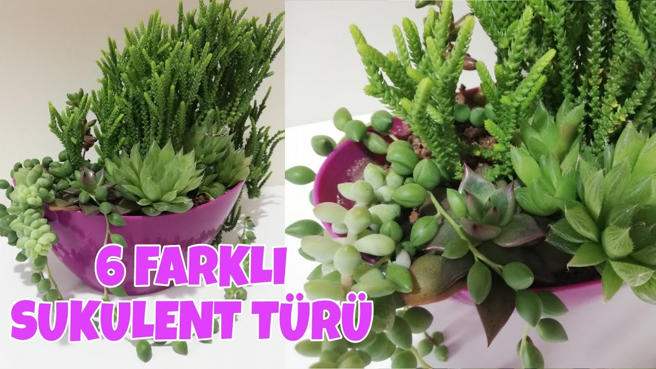 Sukulent Bakımı | Sukulent Çoğaltma | Haworthia | Tesbih Çiçeği | Jelibon | Echeveria  Graptoveria 🌺