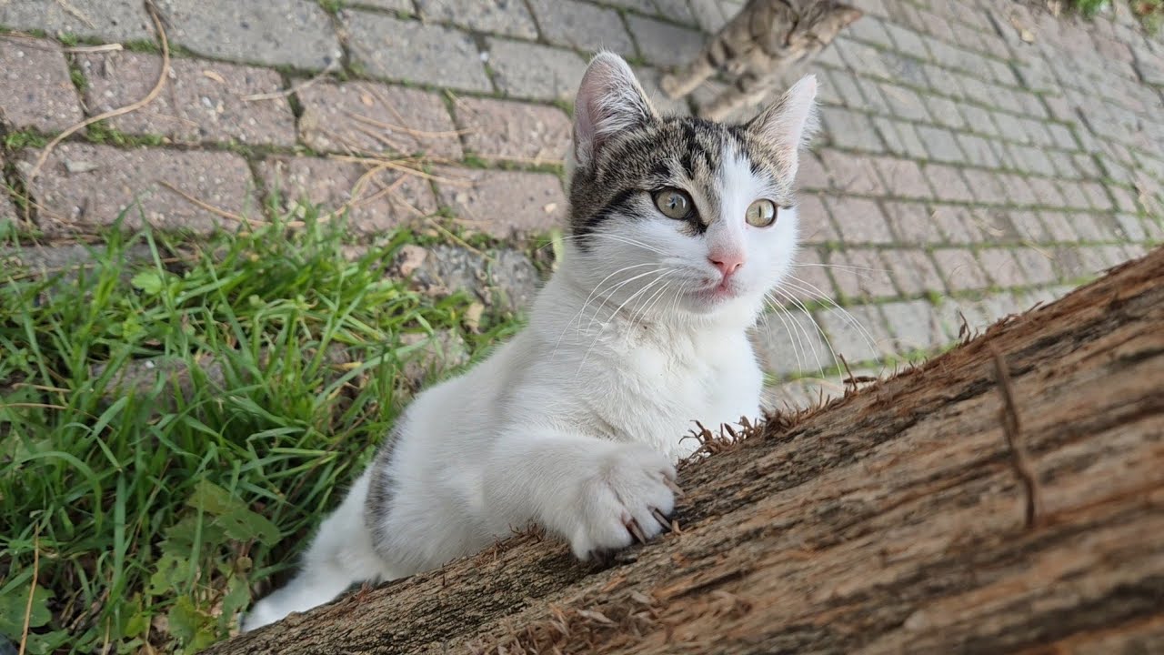 An extremely cute and very friendly kitten.