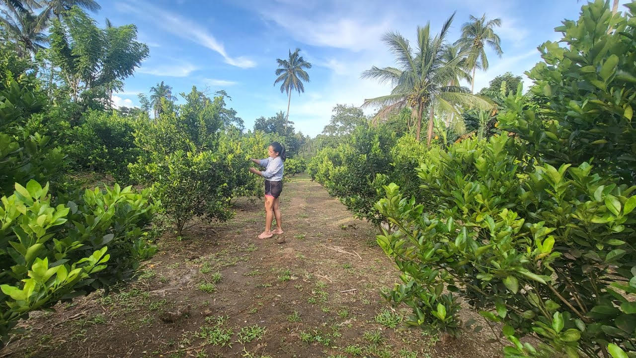 Puhunan sa unang taon ng Calamansi Farm