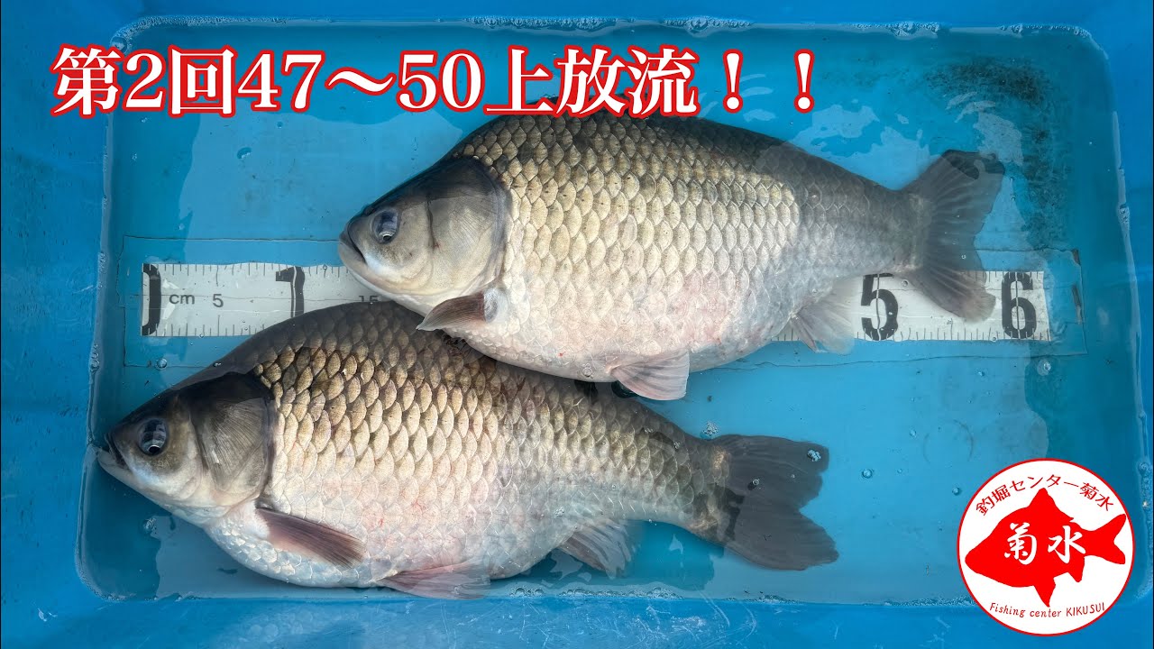 釣堀　菊水　第2回放流！47〜50上放流！！