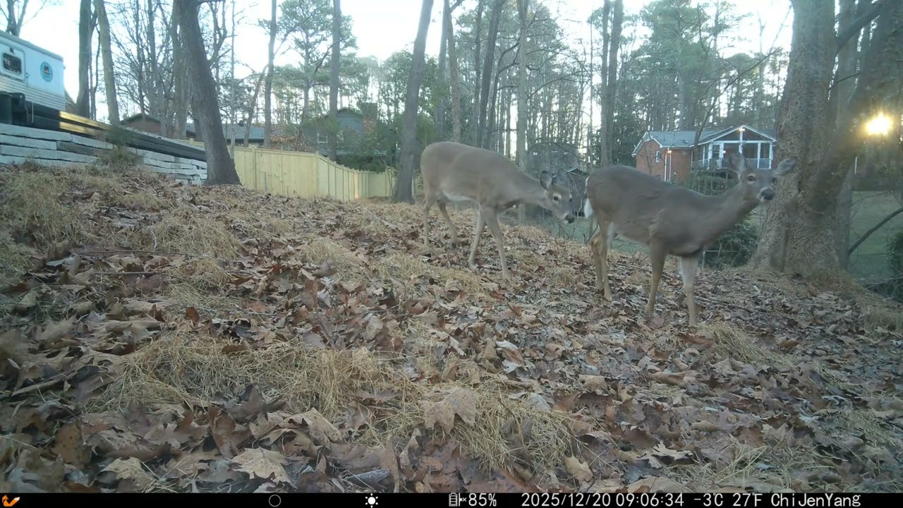 Deers 12/20/2025