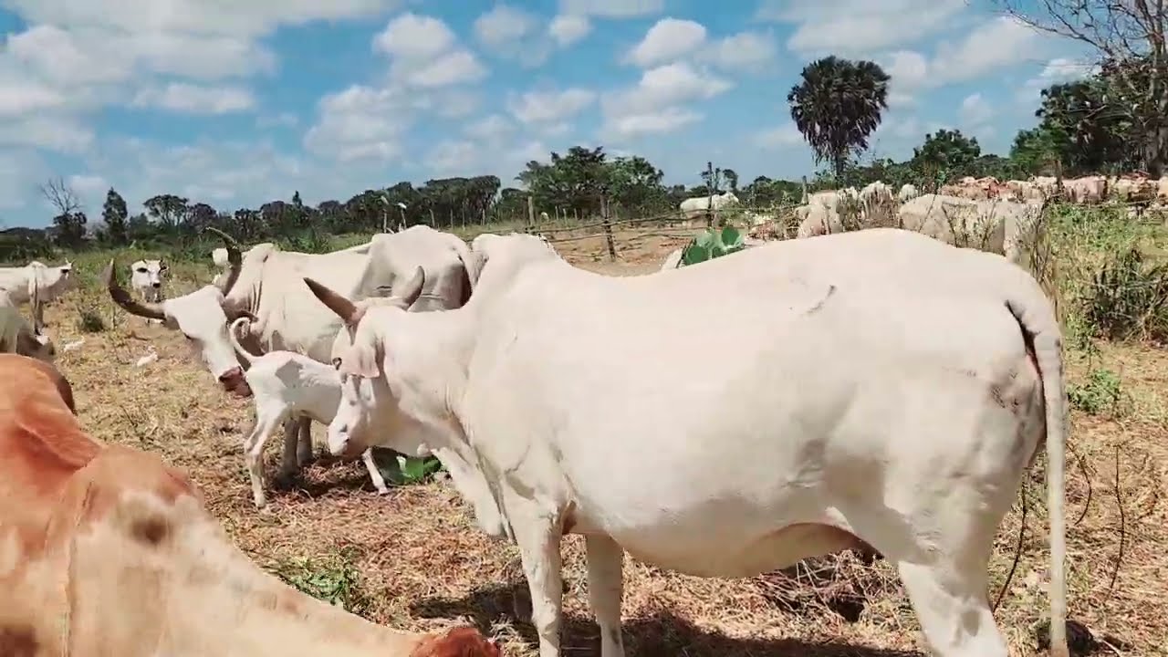 October 1, 2025  QIIMAHA LODA  LAGU IIBIYO LAMU KENYA 🇰🇪 