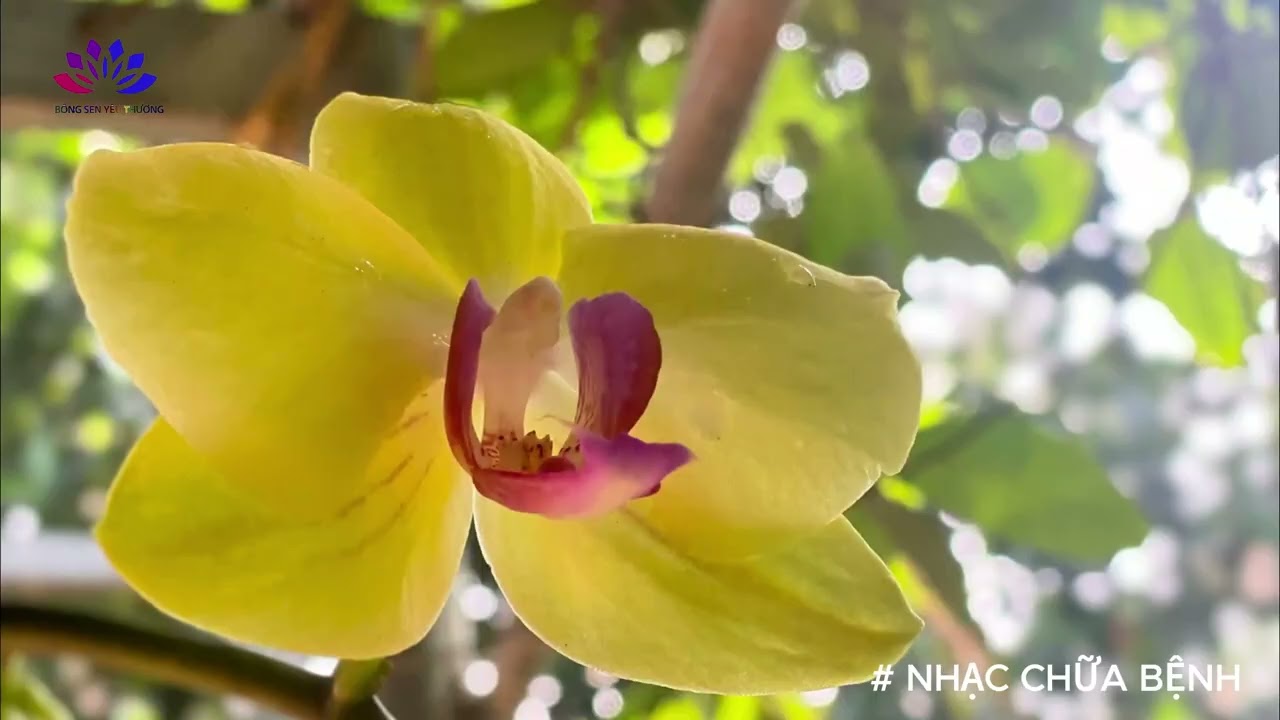 Nhạc Chữa Bệnh | Healing Music